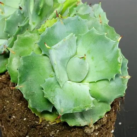 Agave Potatorum (Butterfly Agave) 3