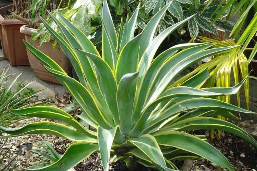Agave desmettiana ‘Variegata'