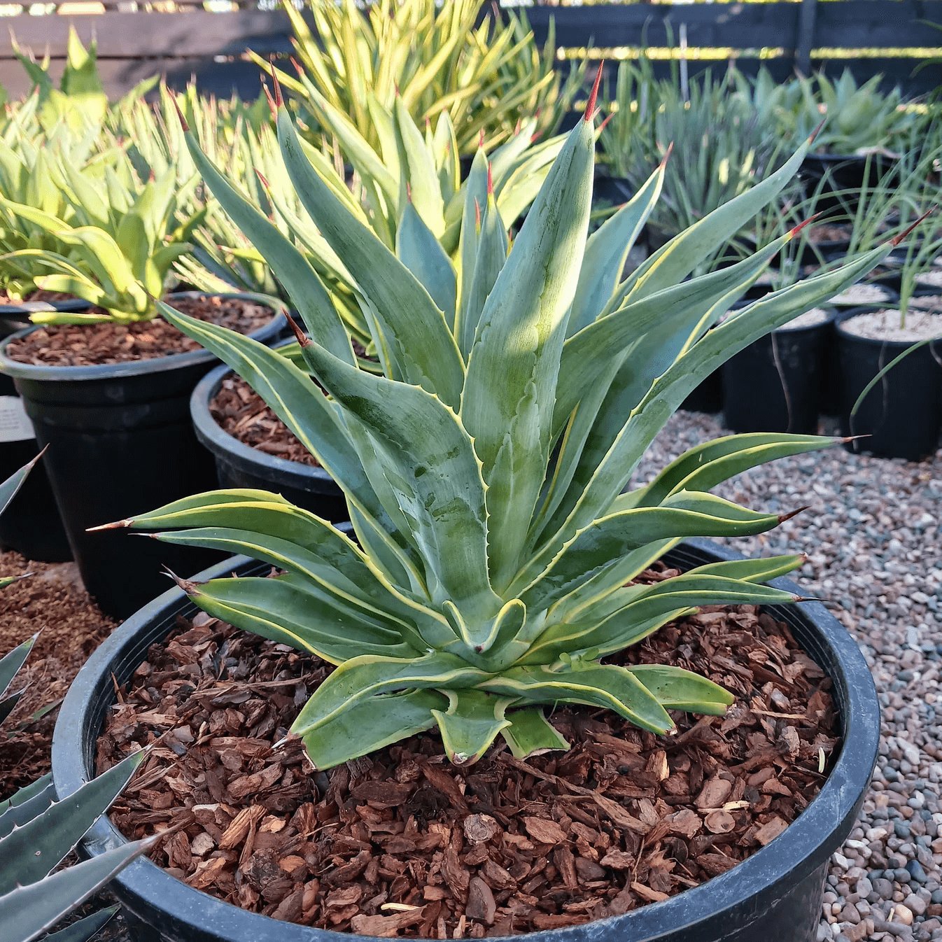 Agave desmettiana ‘Variegata' 3