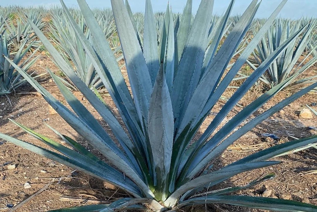 Agave Tequilana (Blue Agave)