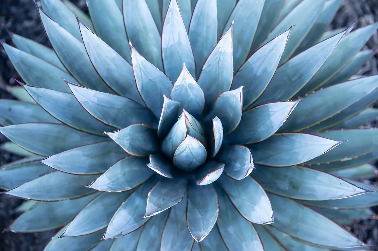 Agave Tequilana (Blue Agave) 2