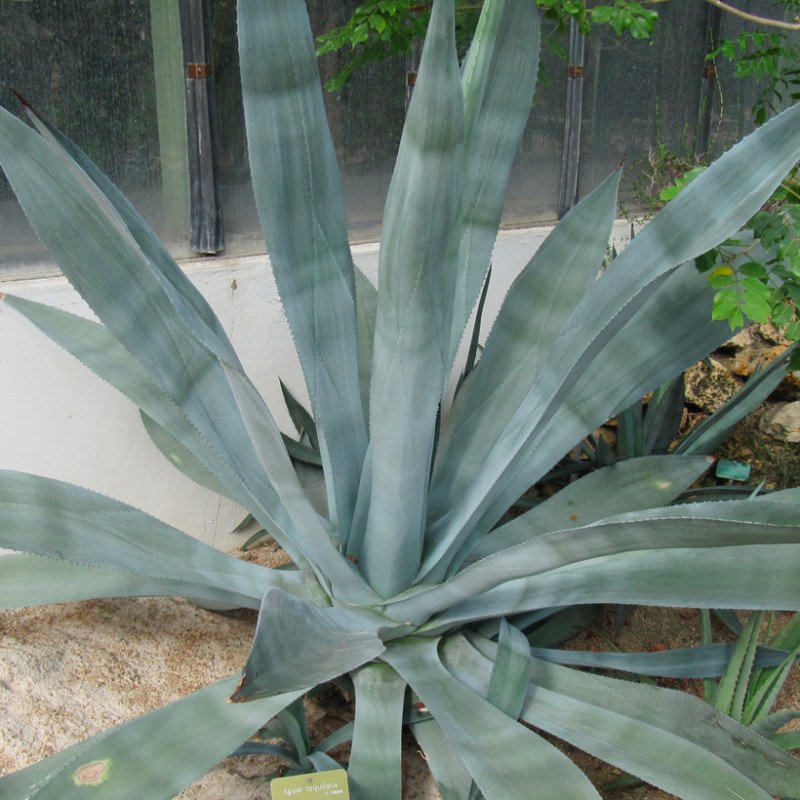 Agave Tequilana (Blue Agave) 3
