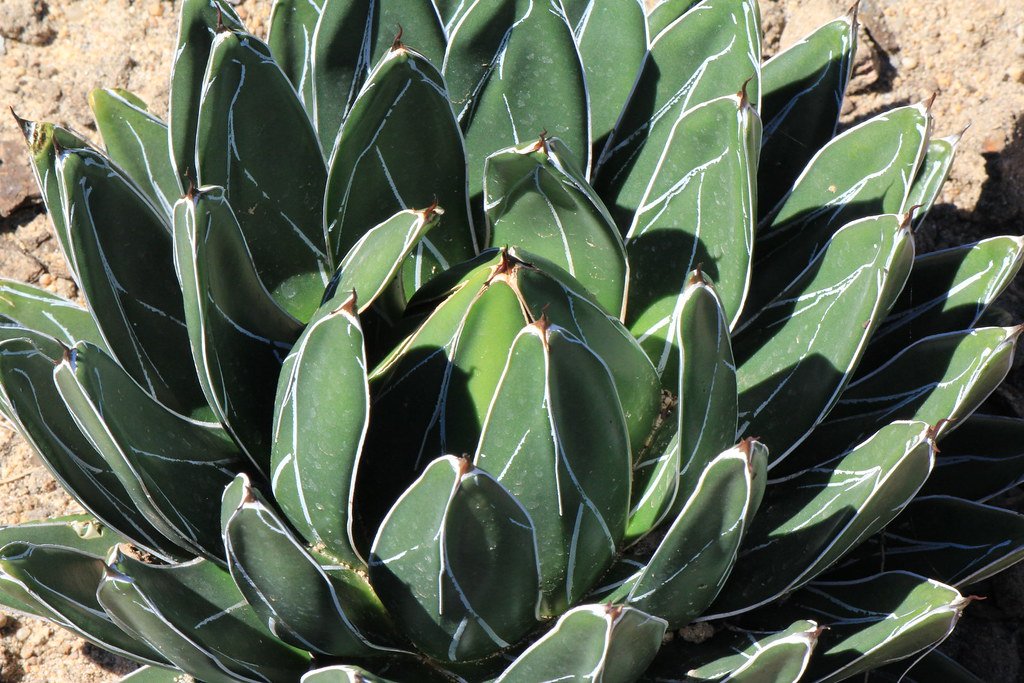 Agave Victoriae-Reginae (Queen Victoria Agave) 2