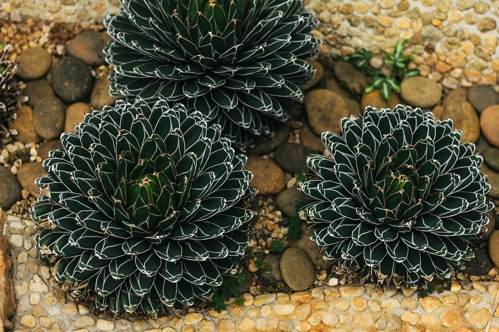 Agave Victoriae-Reginae (Queen Victoria Agave)