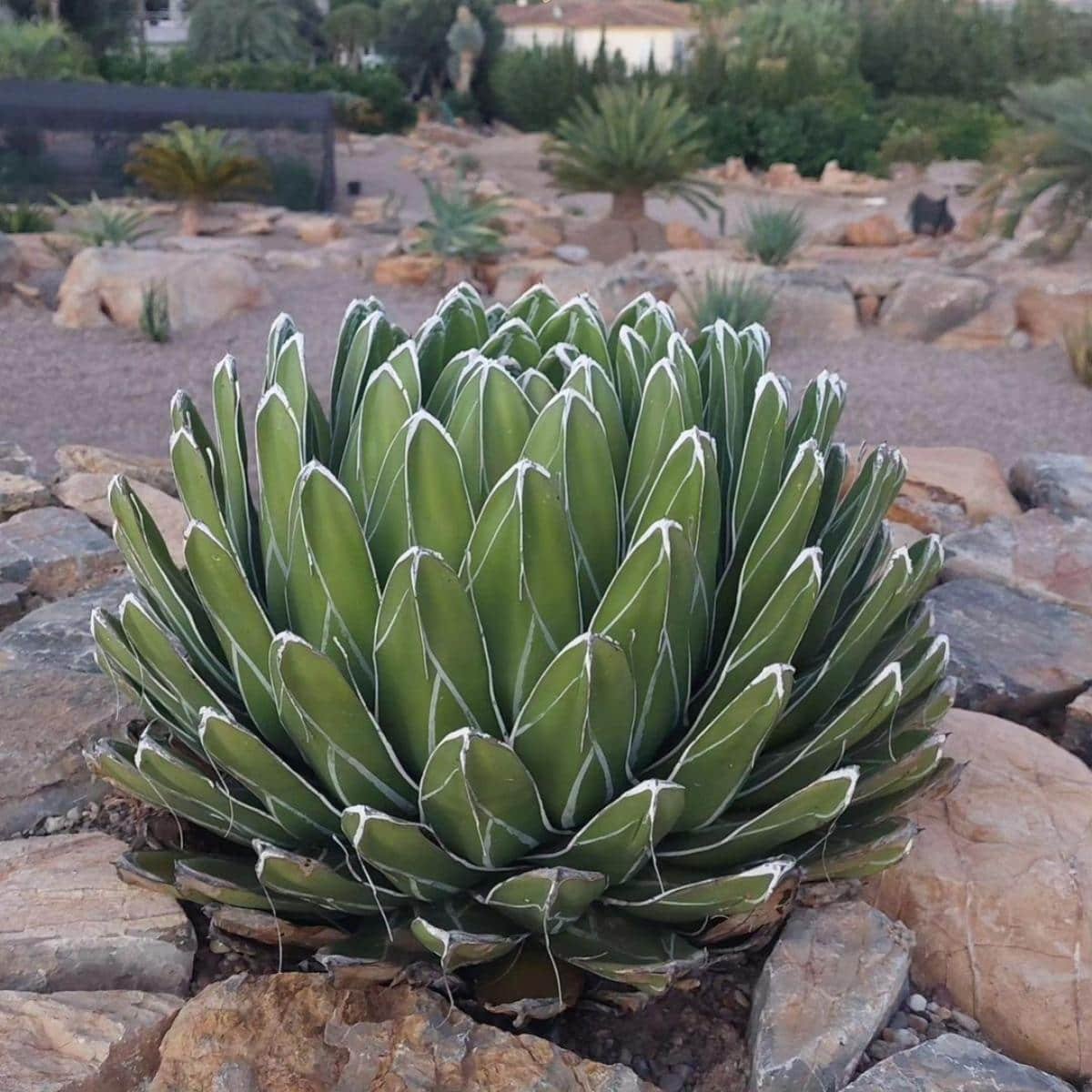 Agave Victoriae-Reginae (Queen Victoria Agave) 3