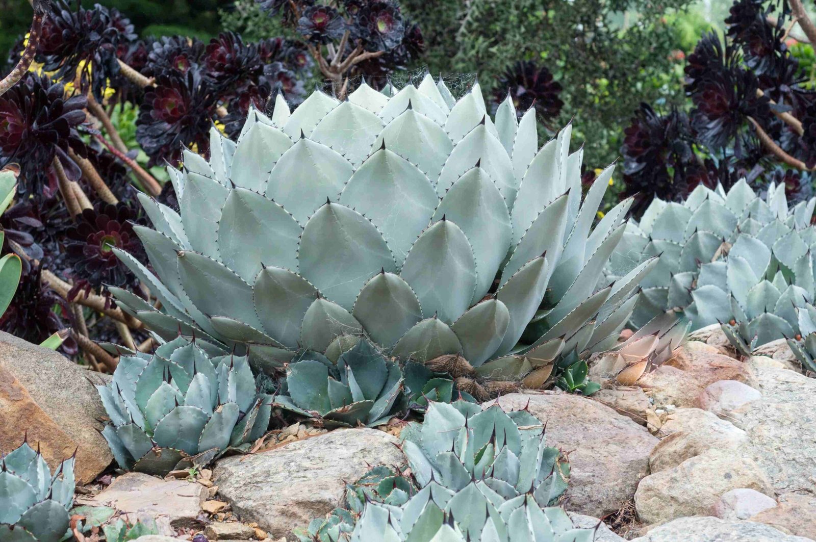 Agave parryi (Artichoke Agave)