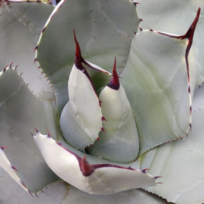 Agave parryi (Artichoke Agave) 3