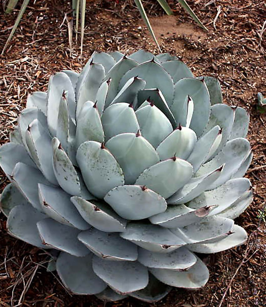 Agave parryi (Artichoke Agave) 2