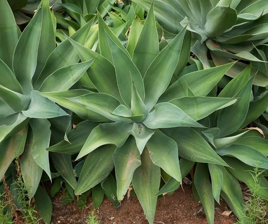 Agave attenuata (Foxtail Agave)
