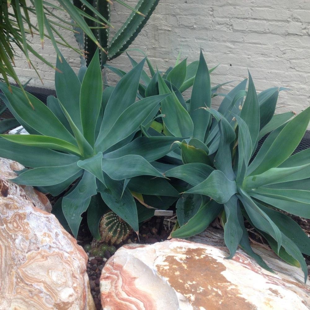 Agave attenuata (Foxtail Agave) 3