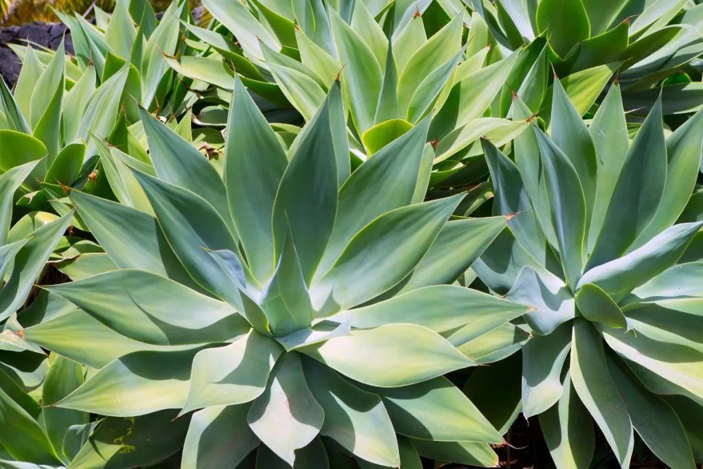 Agave attenuata (Foxtail Agave) 2