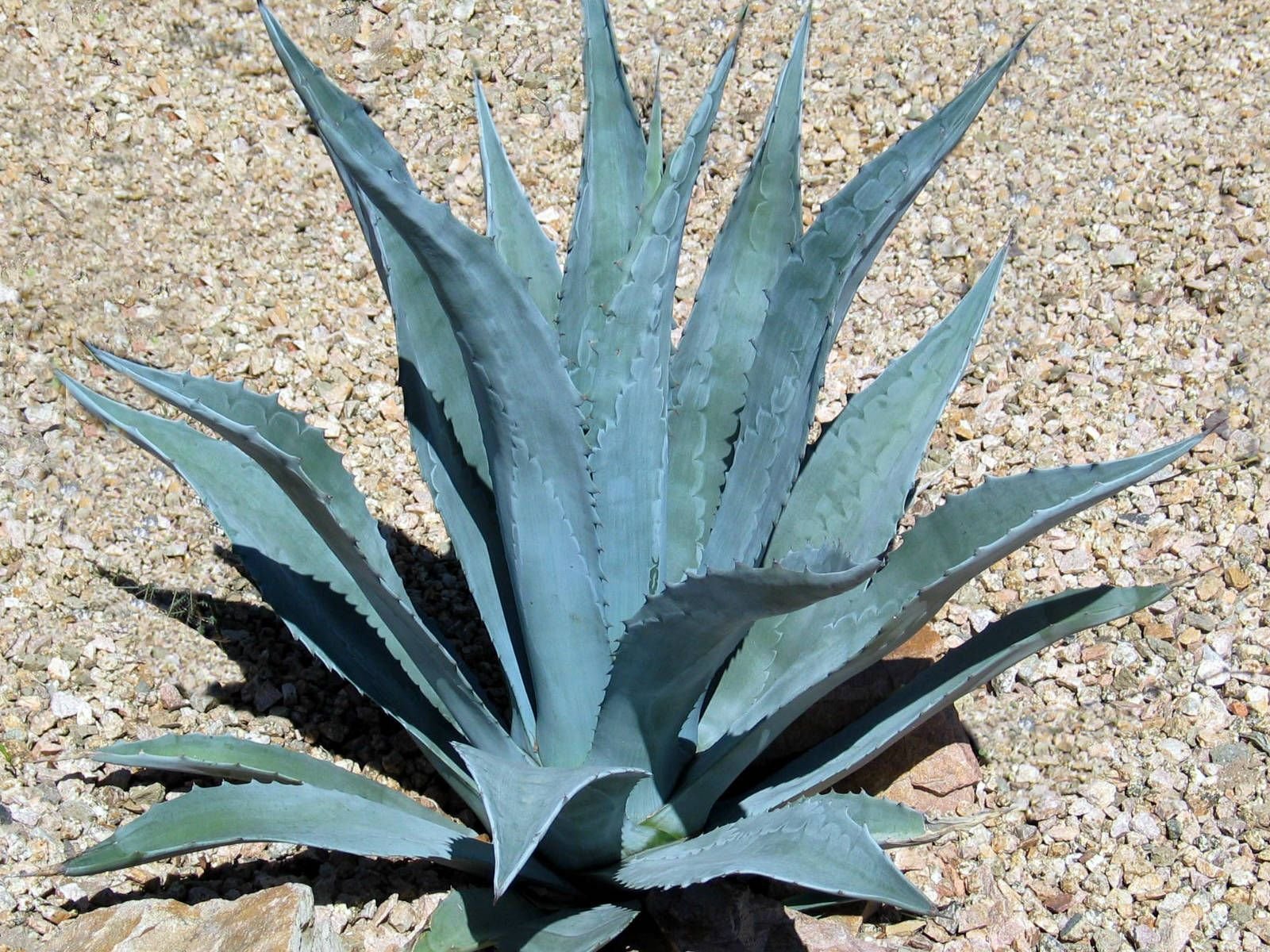 Agave Americana (Century Plant) 3