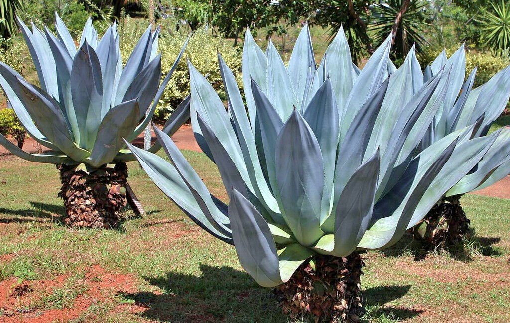 Agave Americana (Century Plant) 2