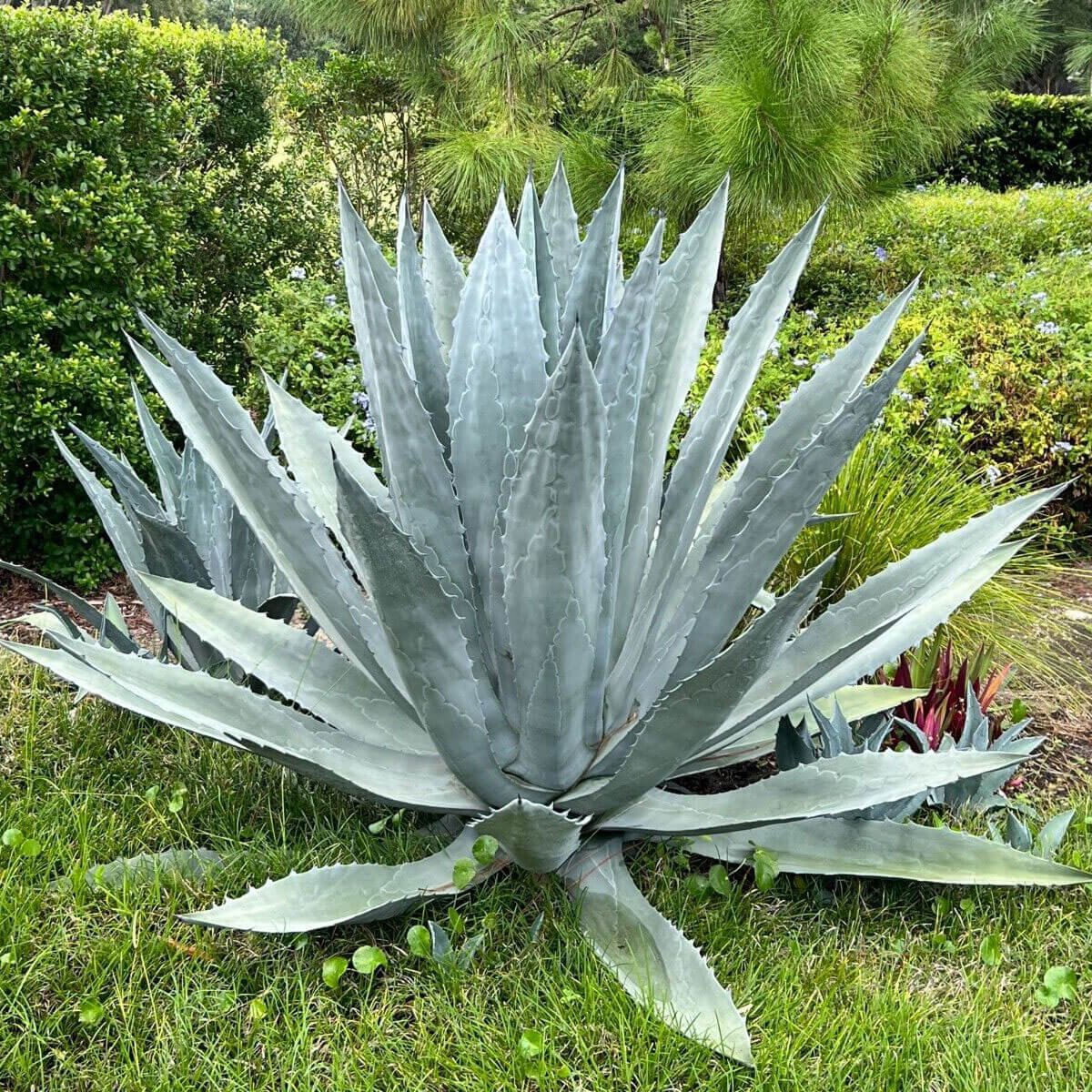 Agave Americana (Century Plant)