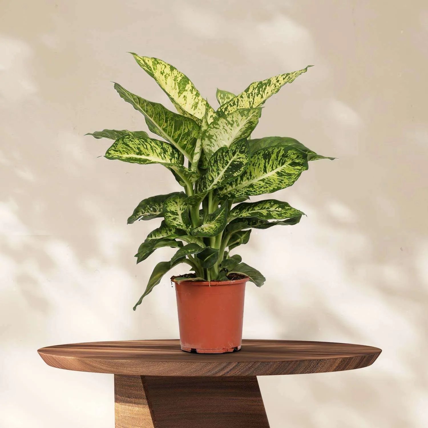 Vạn Niên Thanh Mars (Dieffenbachia Mars) 3