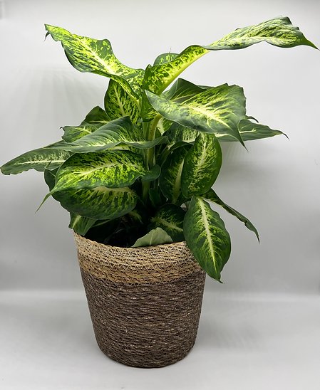 Vạn Niên Thanh Mars (Dieffenbachia Mars) 2
