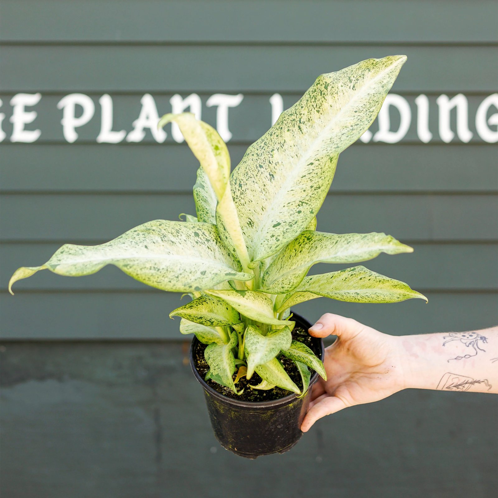 Vạn Niên Thanh Camouflage (Dieffenbachia Camouflage) 3