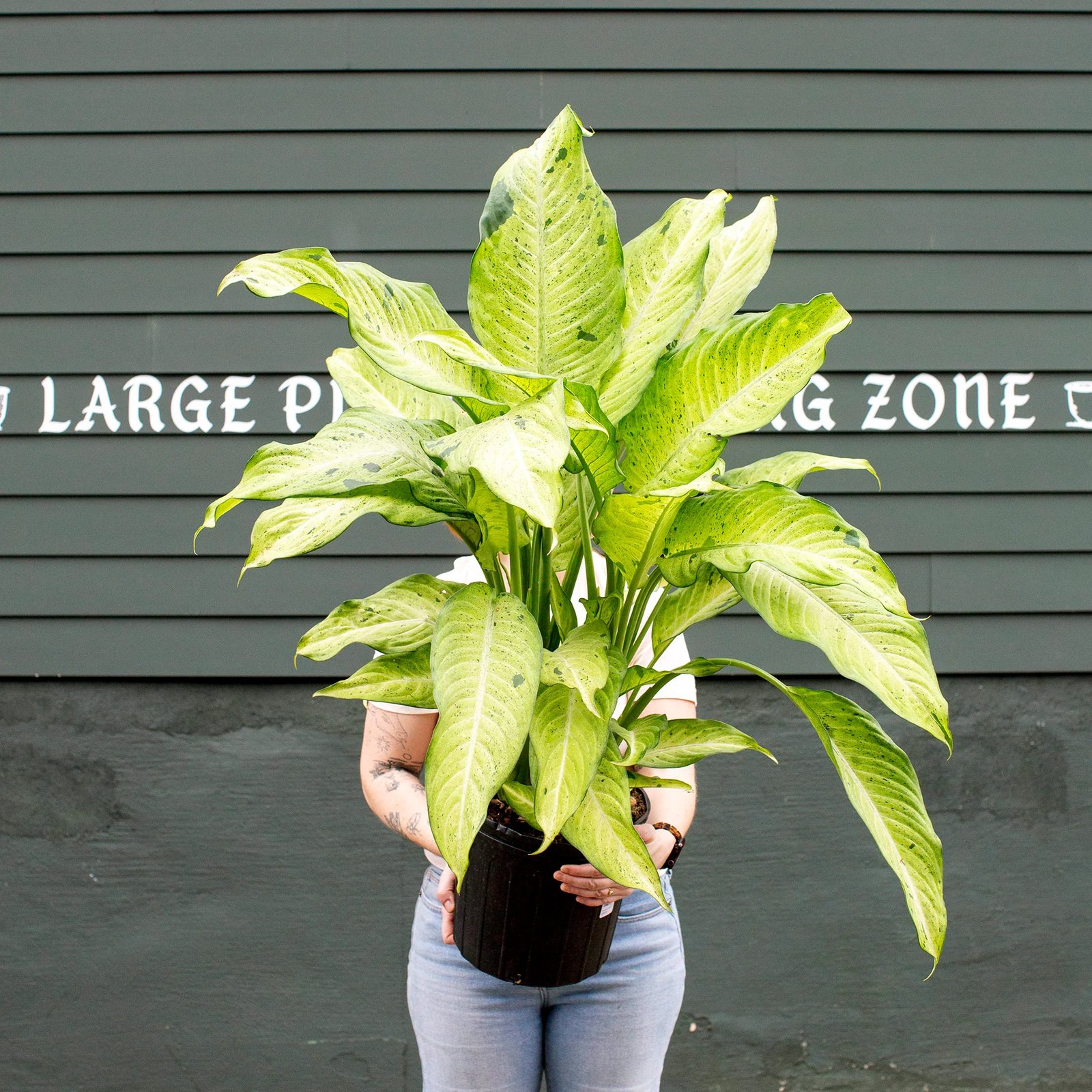 Vạn Niên Thanh Camouflage (Dieffenbachia Camouflage)
