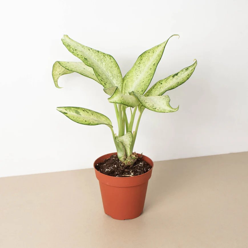 Vạn Niên Thanh Camouflage (Dieffenbachia Camouflage) 2
