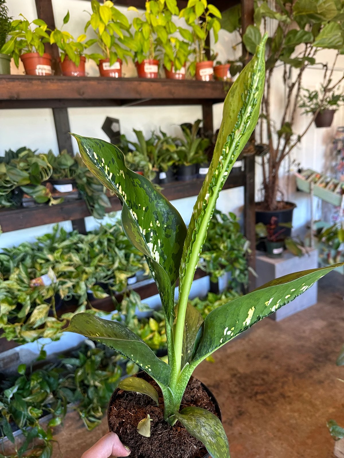 Vạn Niên Thanh Crocodile (Dieffenbachia Crocodile) 2