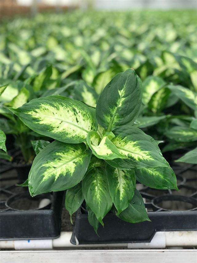 Vạn Niên Thanh Carina (Dieffenbachia Carina)