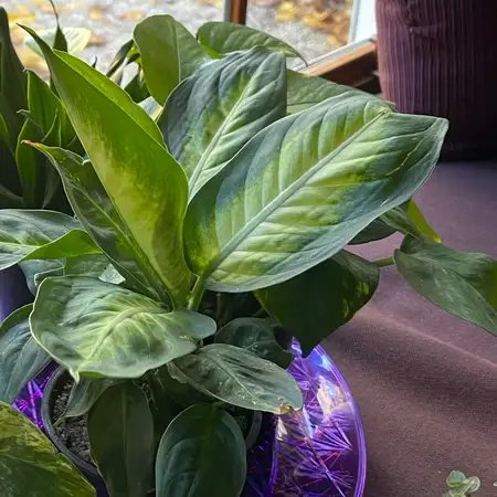 Vạn Niên Thanh Carina (Dieffenbachia Carina) 2