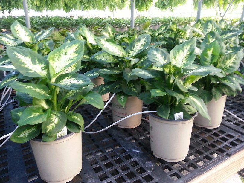 Vạn Niên Thanh Carina (Dieffenbachia Carina) 3