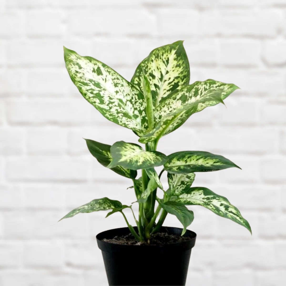Vạn Niên Thanh Exotica (Dieffenbachia Exotica)