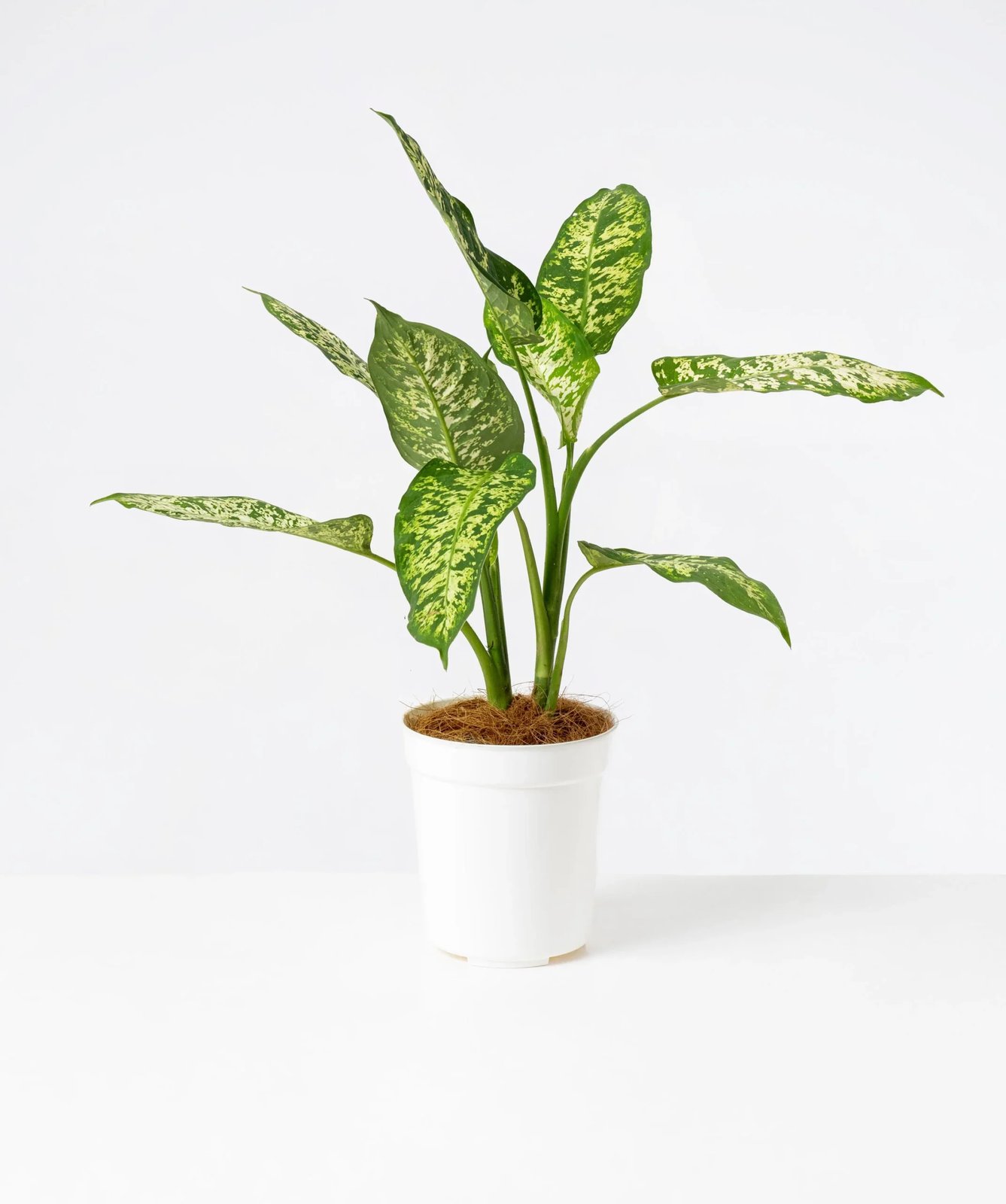 Vạn Niên Thanh Exotica (Dieffenbachia Exotica) 2