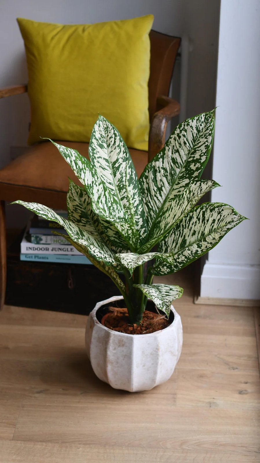 Vạn Niên Thanh White Etna (Dieffenbachia White Etna) 3