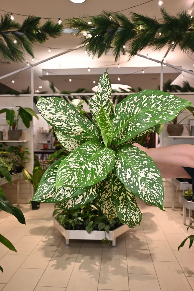 Vạn Niên Thanh White Etna (Dieffenbachia White Etna) 2