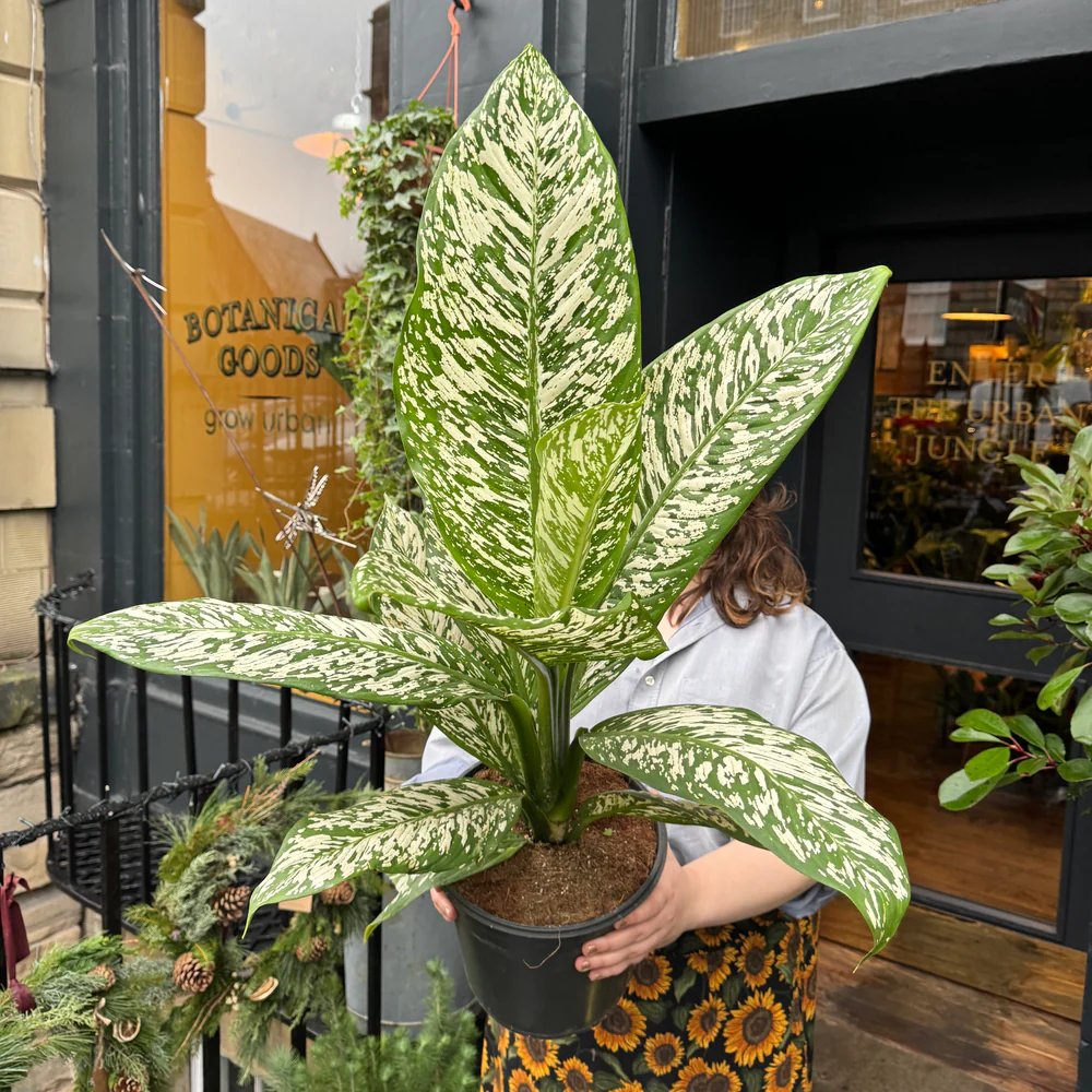 Vạn Niên Thanh White Etna (Dieffenbachia White Etna)