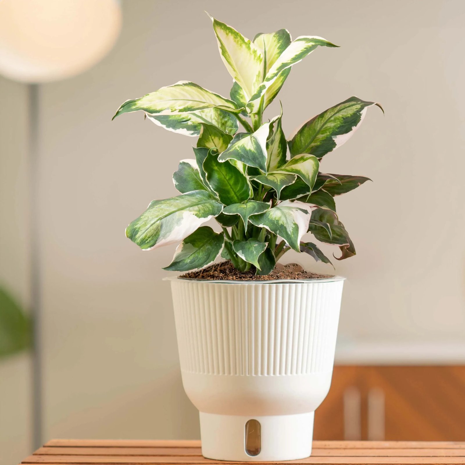 Vạn Niên Thanh Cool Beauty (Dieffenbachia Cool Beauty) 2