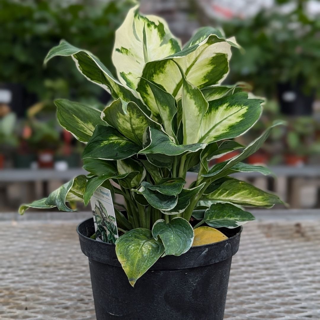 Vạn Niên Thanh Cool Beauty (Dieffenbachia Cool Beauty)