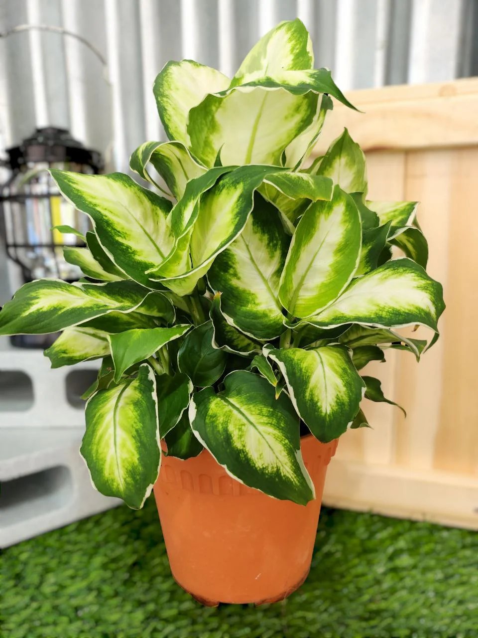 Vạn Niên Thanh Cool Beauty (Dieffenbachia Cool Beauty) 3