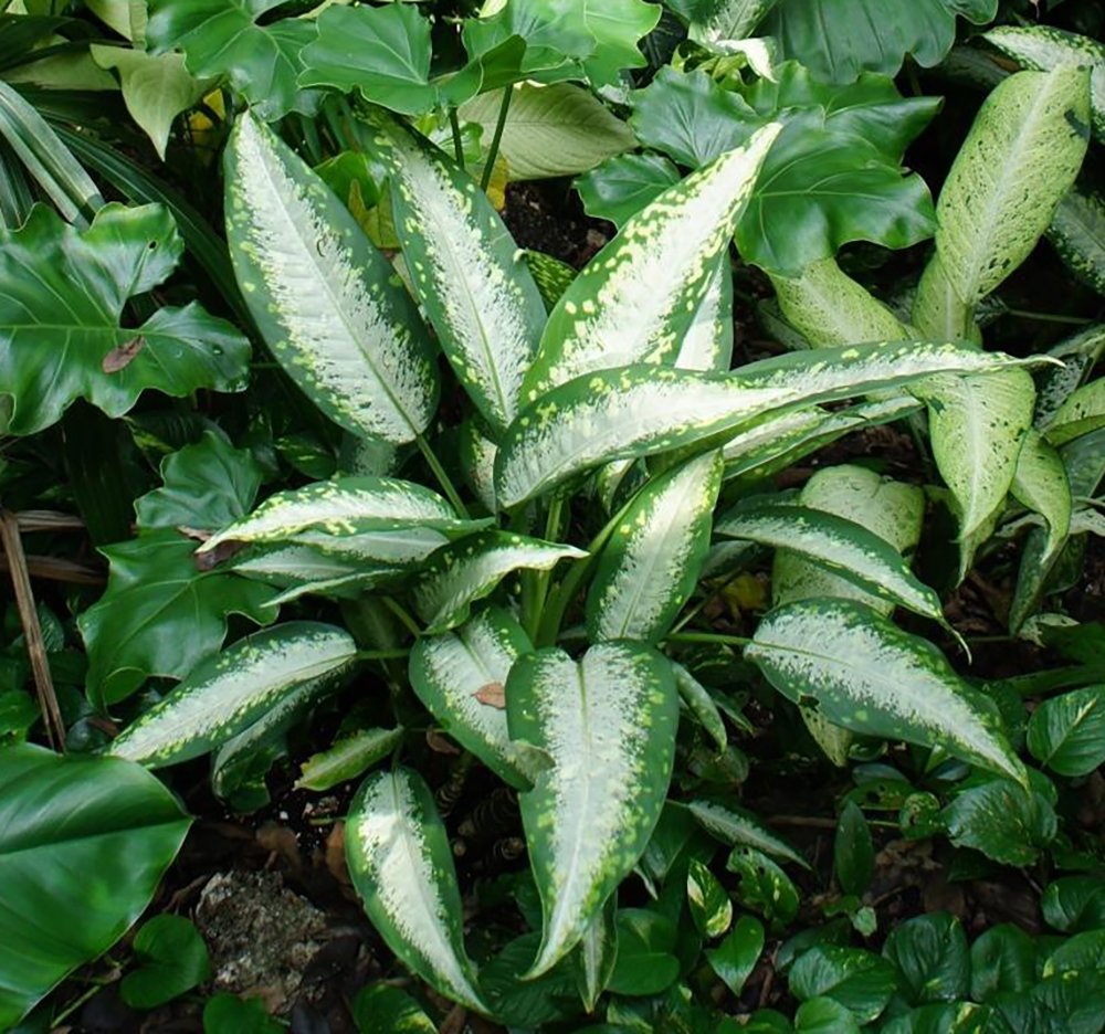 Vạn Niên Thanh Panther (Dieffenbachia Panther) 2