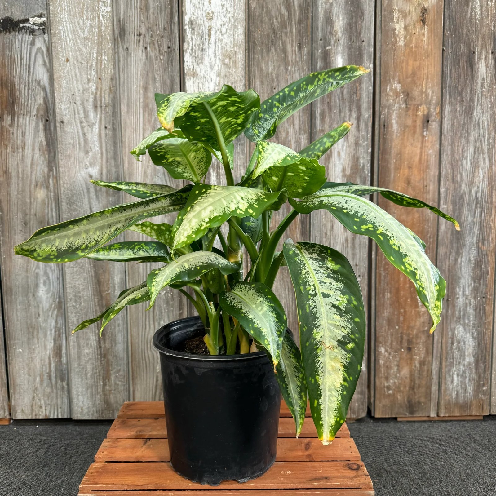 Vạn Niên Thanh Panther (Dieffenbachia Panther)