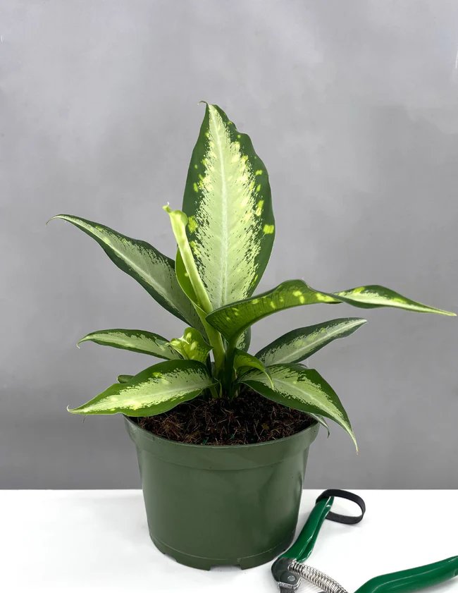 Vạn Niên Thanh Panther (Dieffenbachia Panther) 3