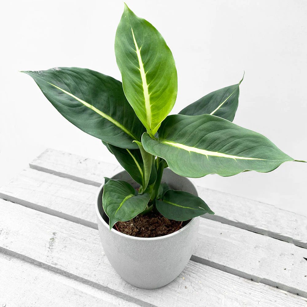 Vạn Niên Thanh Green Magic (Dieffenbachia Green Magic) 2