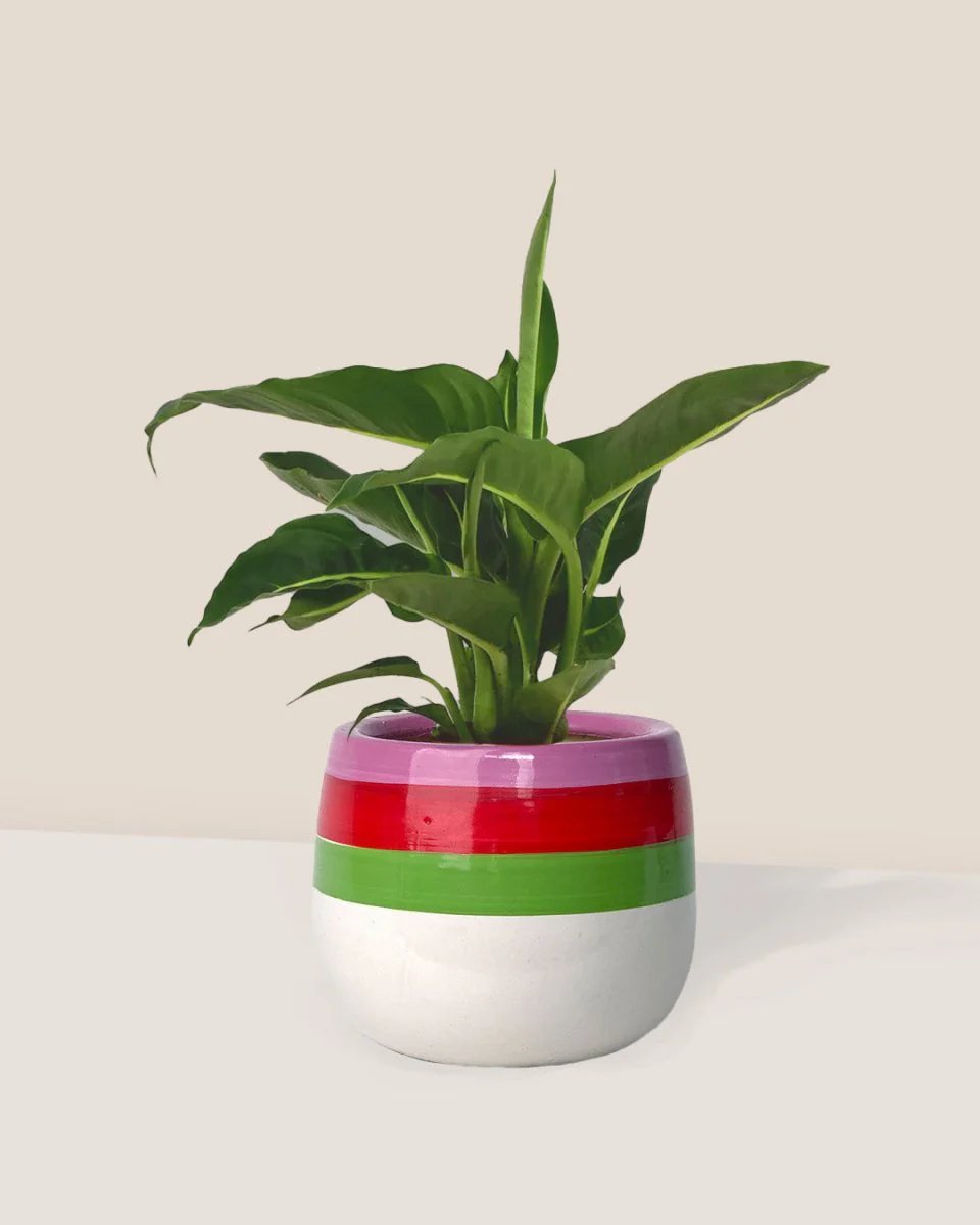 Vạn Niên Thanh Green Magic (Dieffenbachia Green Magic) 3