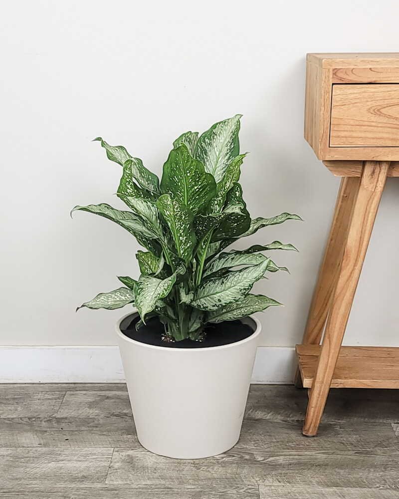 Vạn Niên Thanh Tiki (Dieffenbachia Tiki) 3