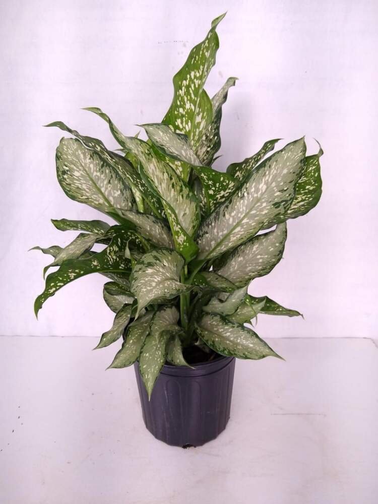 Vạn Niên Thanh Tiki (Dieffenbachia Tiki) 2