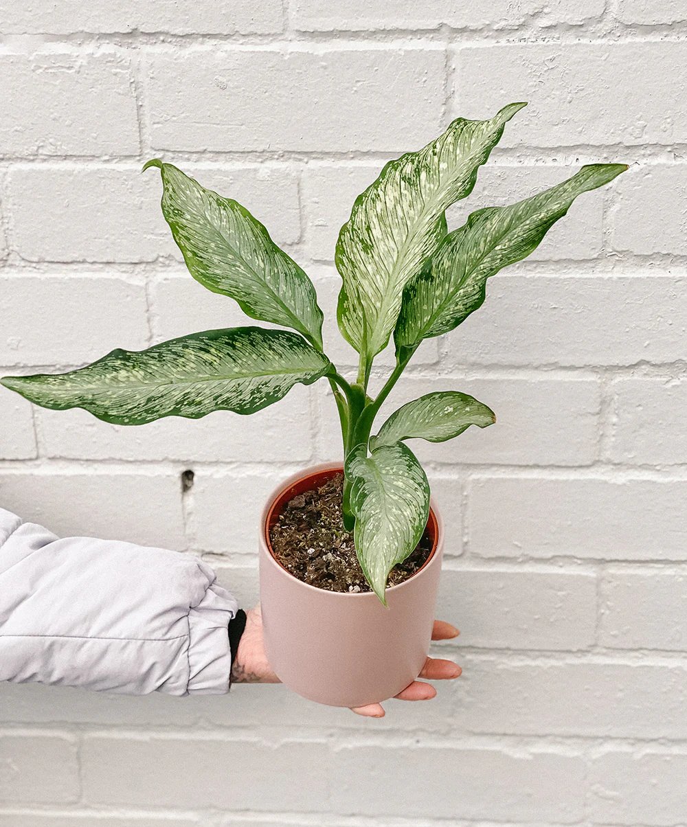 Vạn Niên Thanh Tiki (Dieffenbachia Tiki)