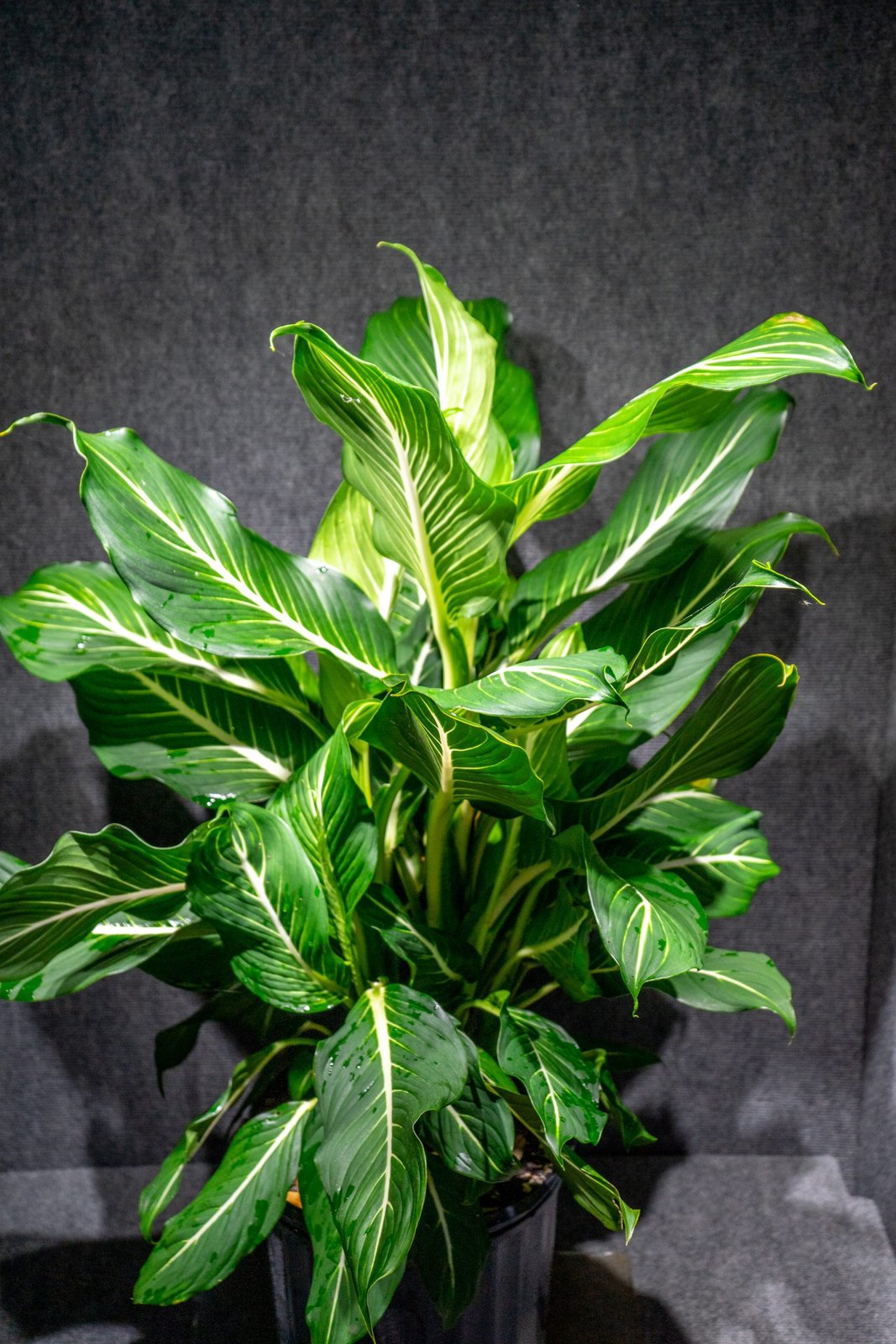 Vạn Niên Thanh Sterling (Dieffenbachia Sterling)