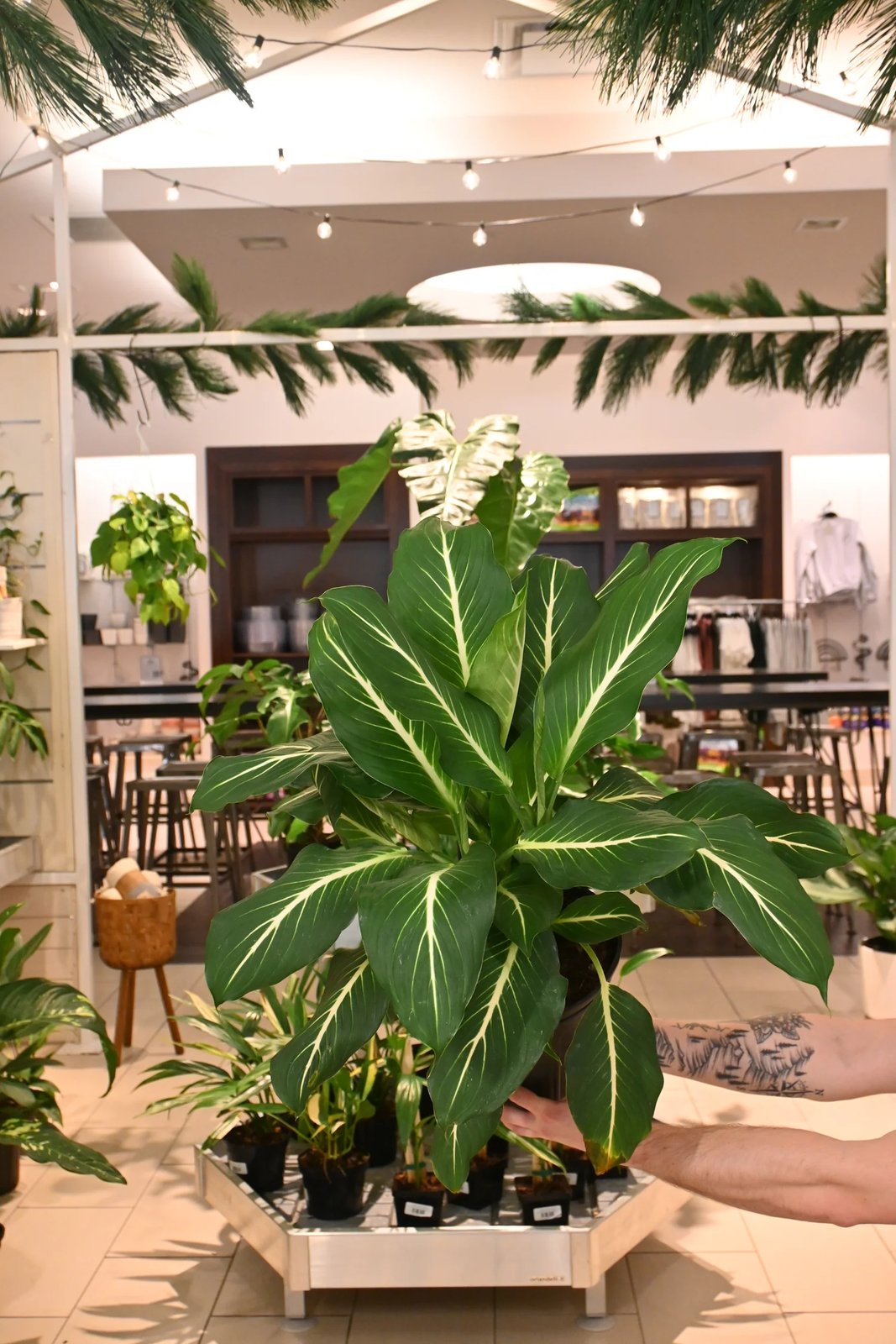 Vạn Niên Thanh Sterling (Dieffenbachia Sterling) 2