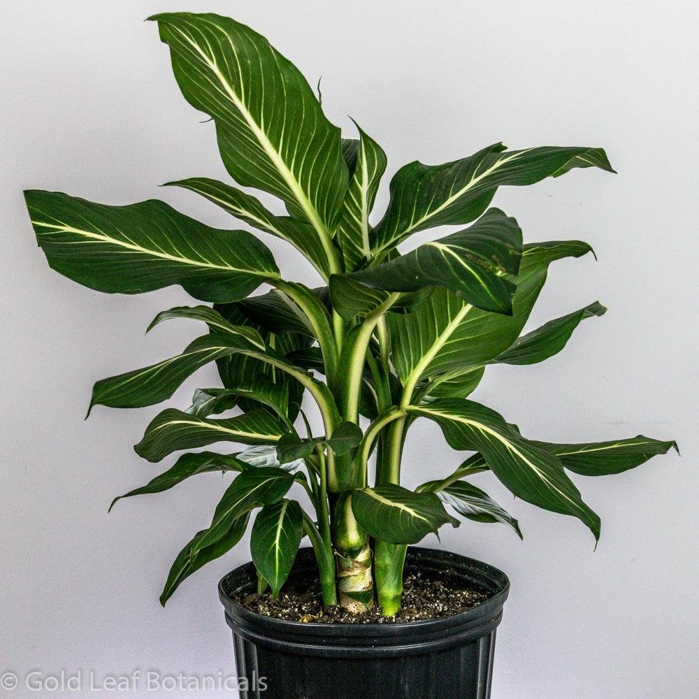 Vạn Niên Thanh Sterling (Dieffenbachia Sterling) 3