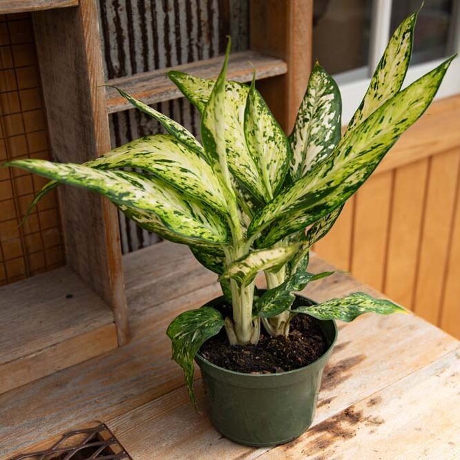 Vạn Niên Thanh Star Bright (Dieffenbachia Star Bright)