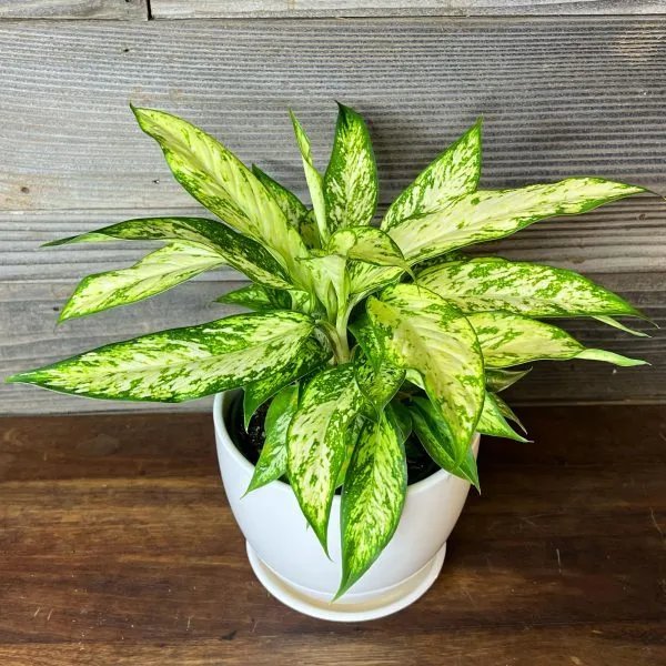 Vạn Niên Thanh Star Bright (Dieffenbachia Star Bright) 2