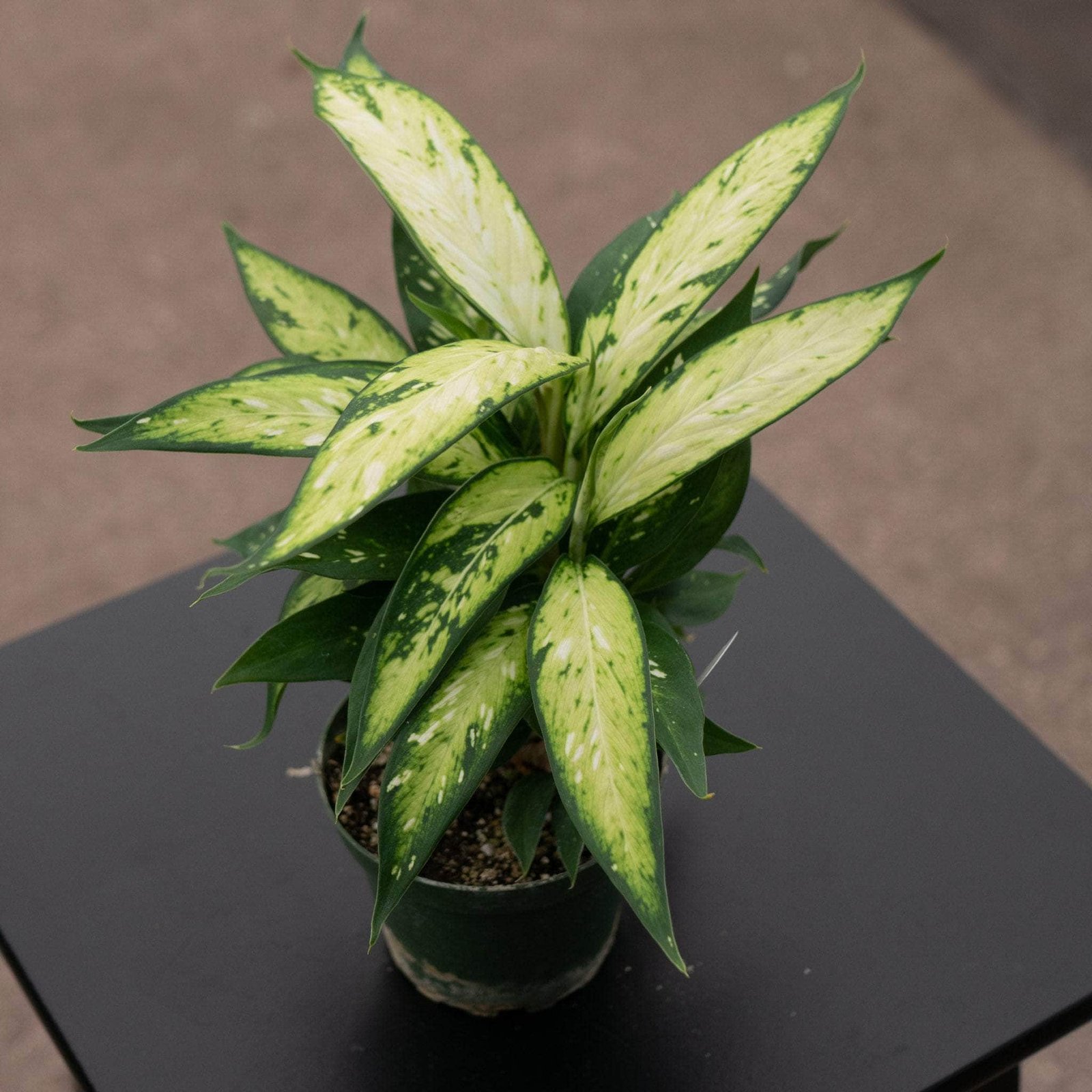Vạn Niên Thanh Star Bright (Dieffenbachia Star Bright) 3