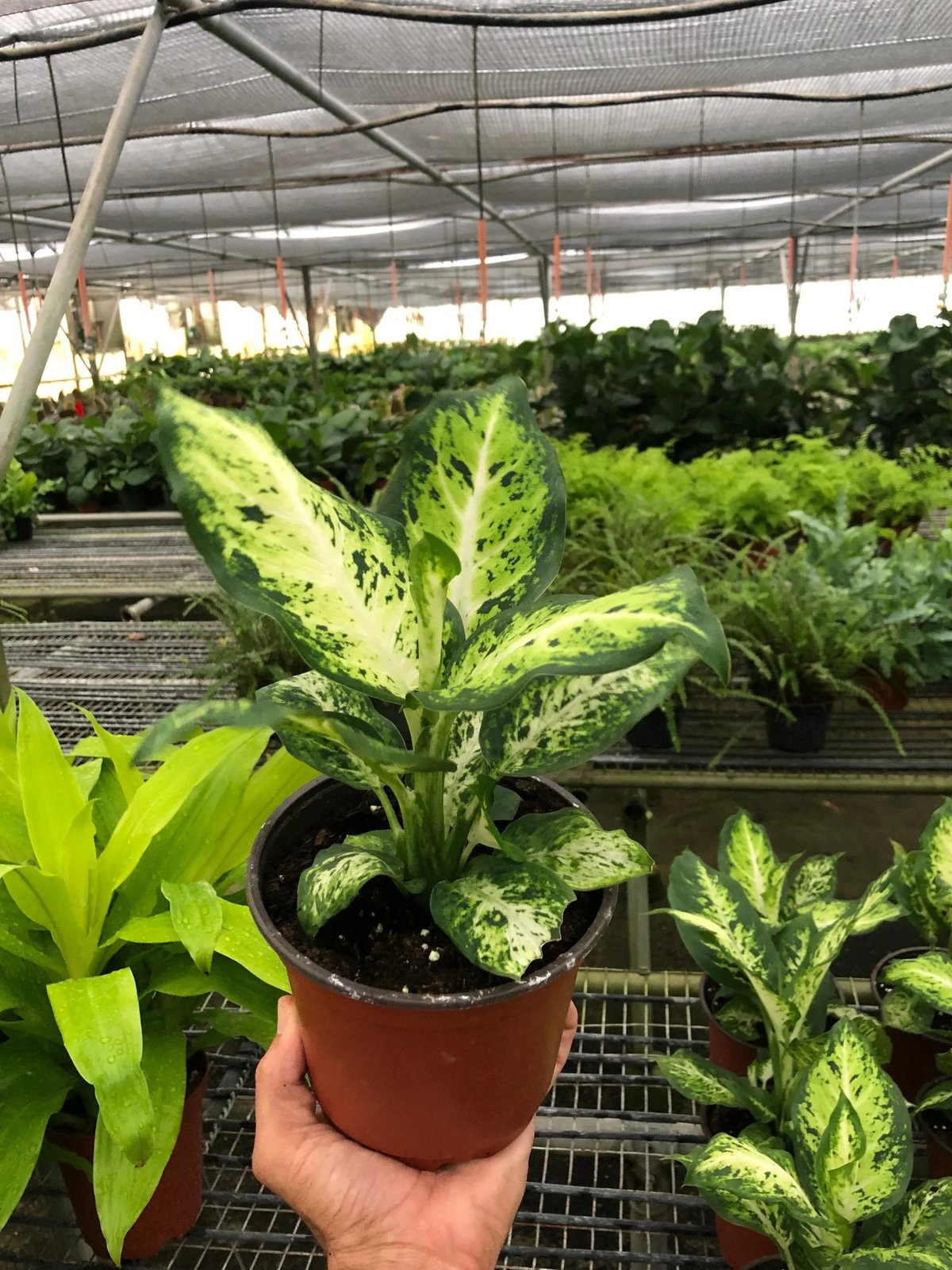 Vạn Niên Thanh Amy (Dieffenbachia Amy) 3